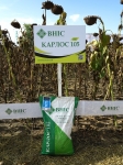 Насіння соняшника Карлос 105 під Євро-Лайтнінг Насіння соняшника Карлос 105 під Євро-Лайтнінг