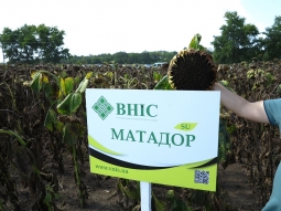 Насіння соняшника Дракон, Матадор від виробника Насіння соняшника Дракон, Матадор від виробника