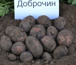 картофель семенной картофель семенной