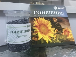 Новинка! Соняшник Амато під 50гр грансару від ВНІС Новинка! Соняшник Амато під 50гр грансару від ВНІС