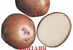 картофель семенной картофель семенной