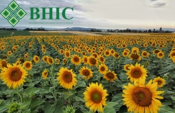 Насіння соняшника ВНІС під Євро-Лайтнінг напряму від виробника Насіння соняшника ВНІС під Євро-Лайтнінг напряму від виробника