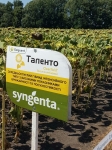 Гібрид соняшнику Таленто (TALENTO) Гібрид соняшнику Таленто (TALENTO)