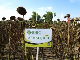 Насіння соняшника Армагедон під євро-лайтнінг Насіння соняшника Армагедон під євро-лайтнінг